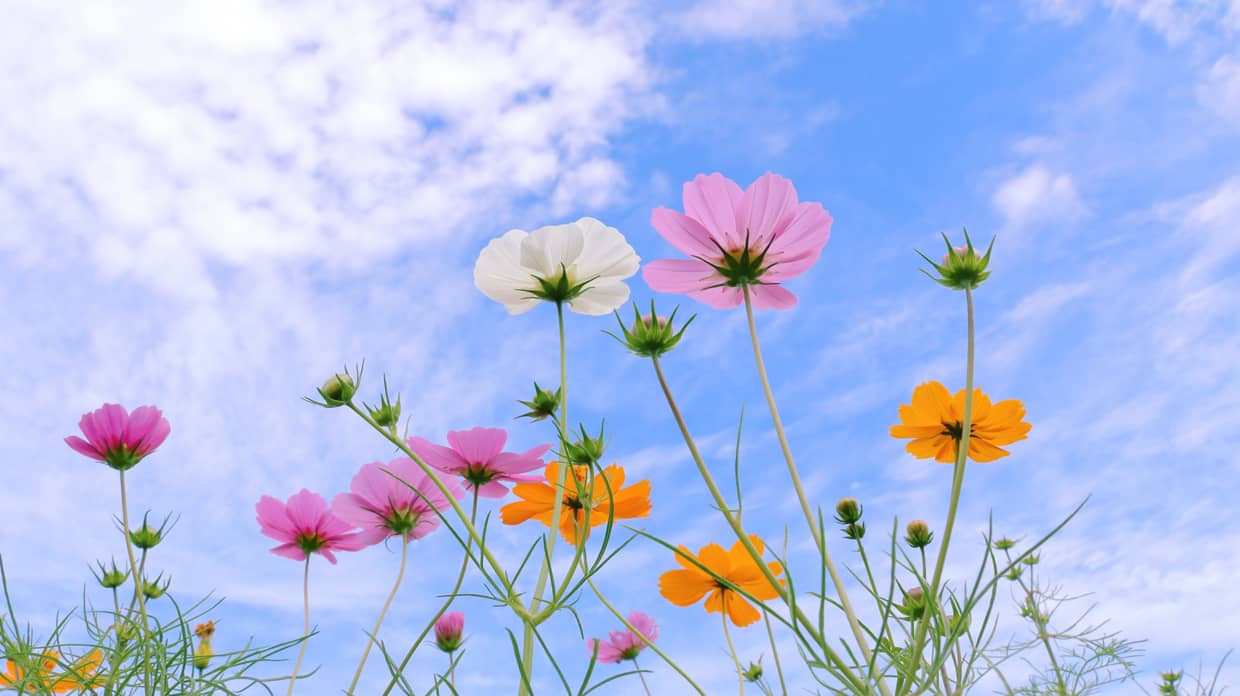 花の写真