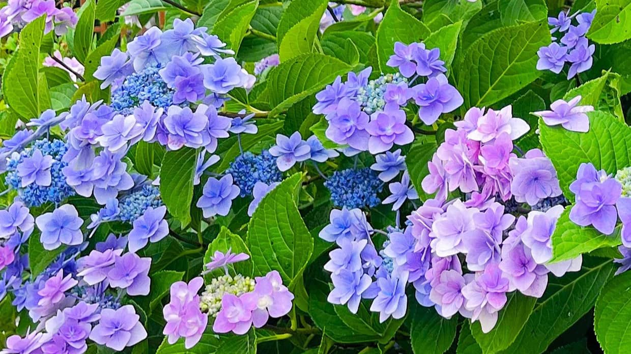 紫陽花の写真